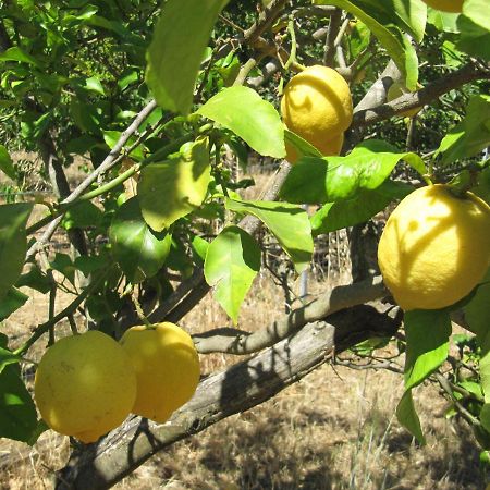 B&B I Limoni Sorso Bagian luar foto