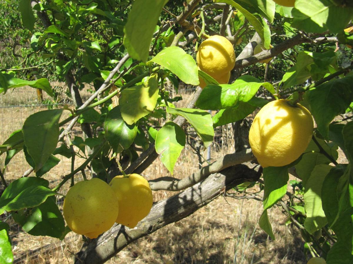 B&B I Limoni Sorso Bagian luar foto