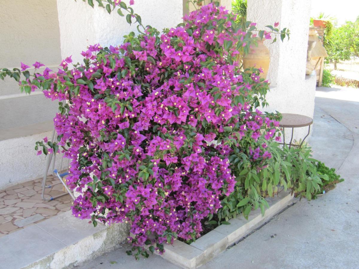 B&B I Limoni Sorso Bagian luar foto